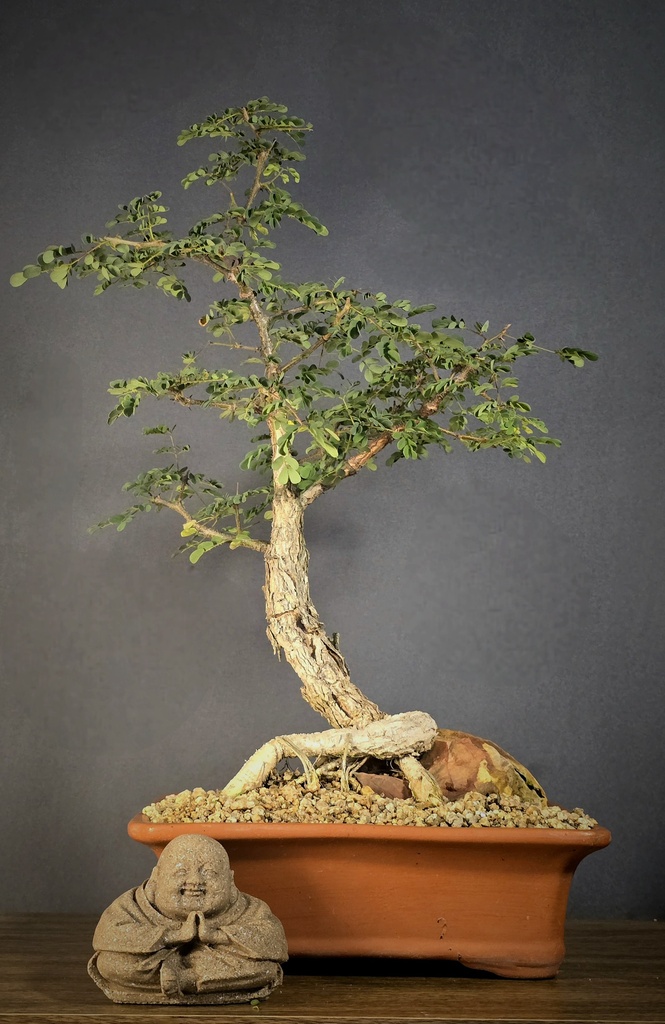 Black Monkey Thorn