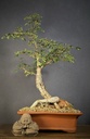 Black Monkey Thorn