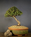Myrtle