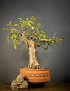 Commiphora