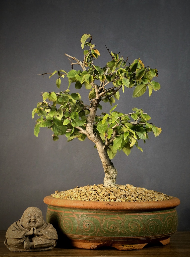 Elm
