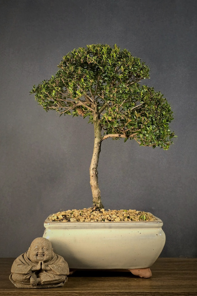 Myrtle