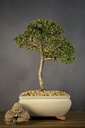 Myrtle