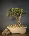 Buddleja