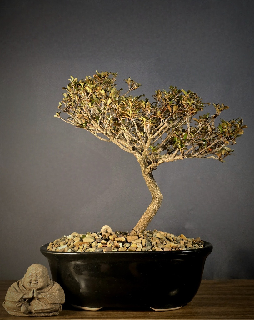 Coprosma