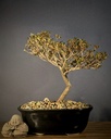 Coprosma