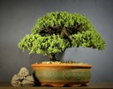 Juniper