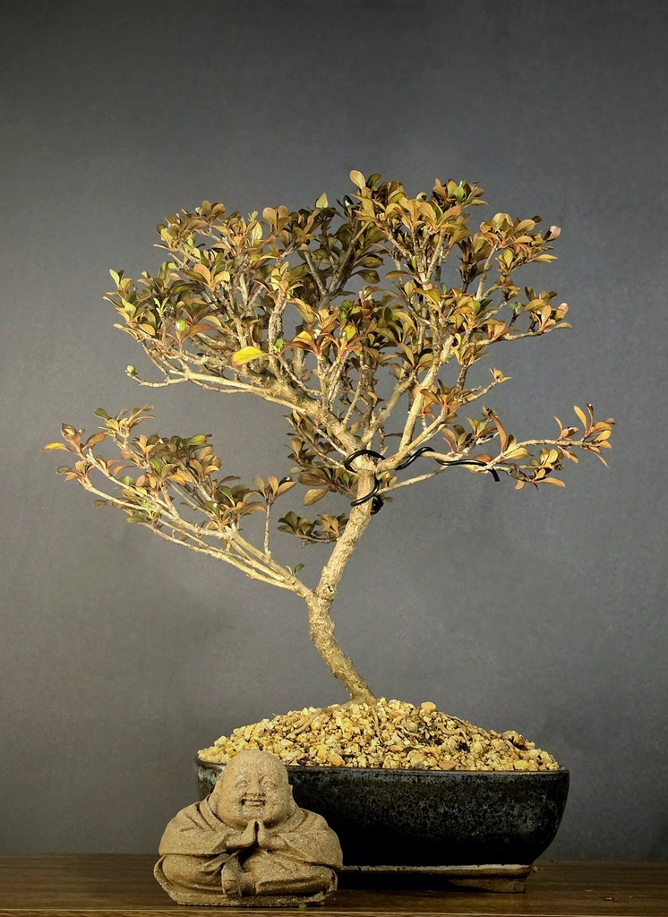 Coprosma