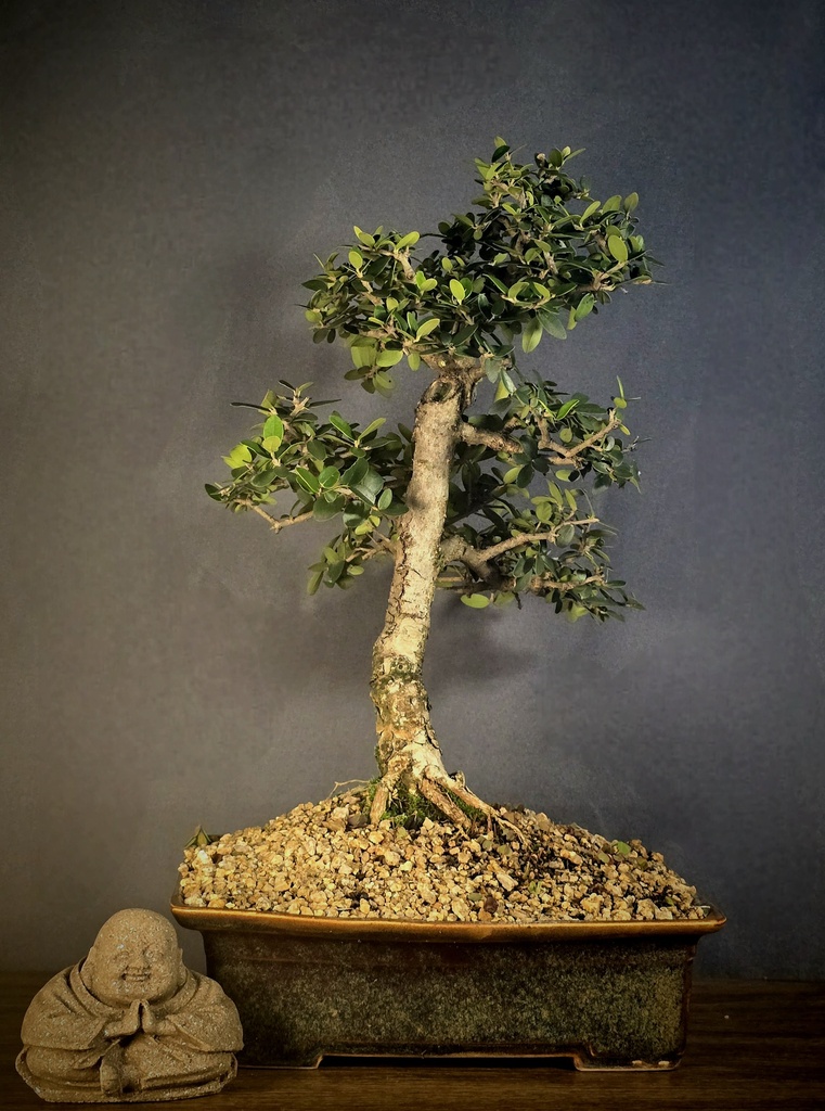 Wild Olive