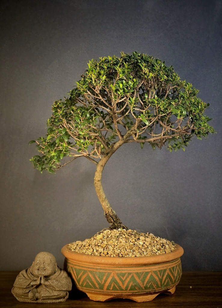 Myrtle
