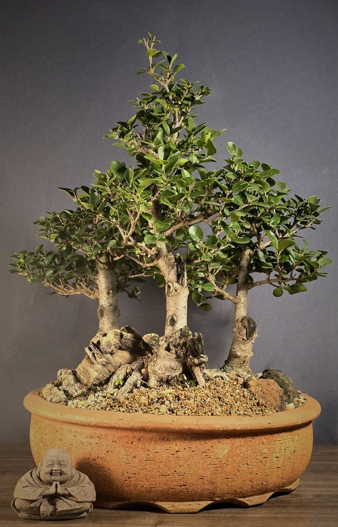 Privet
