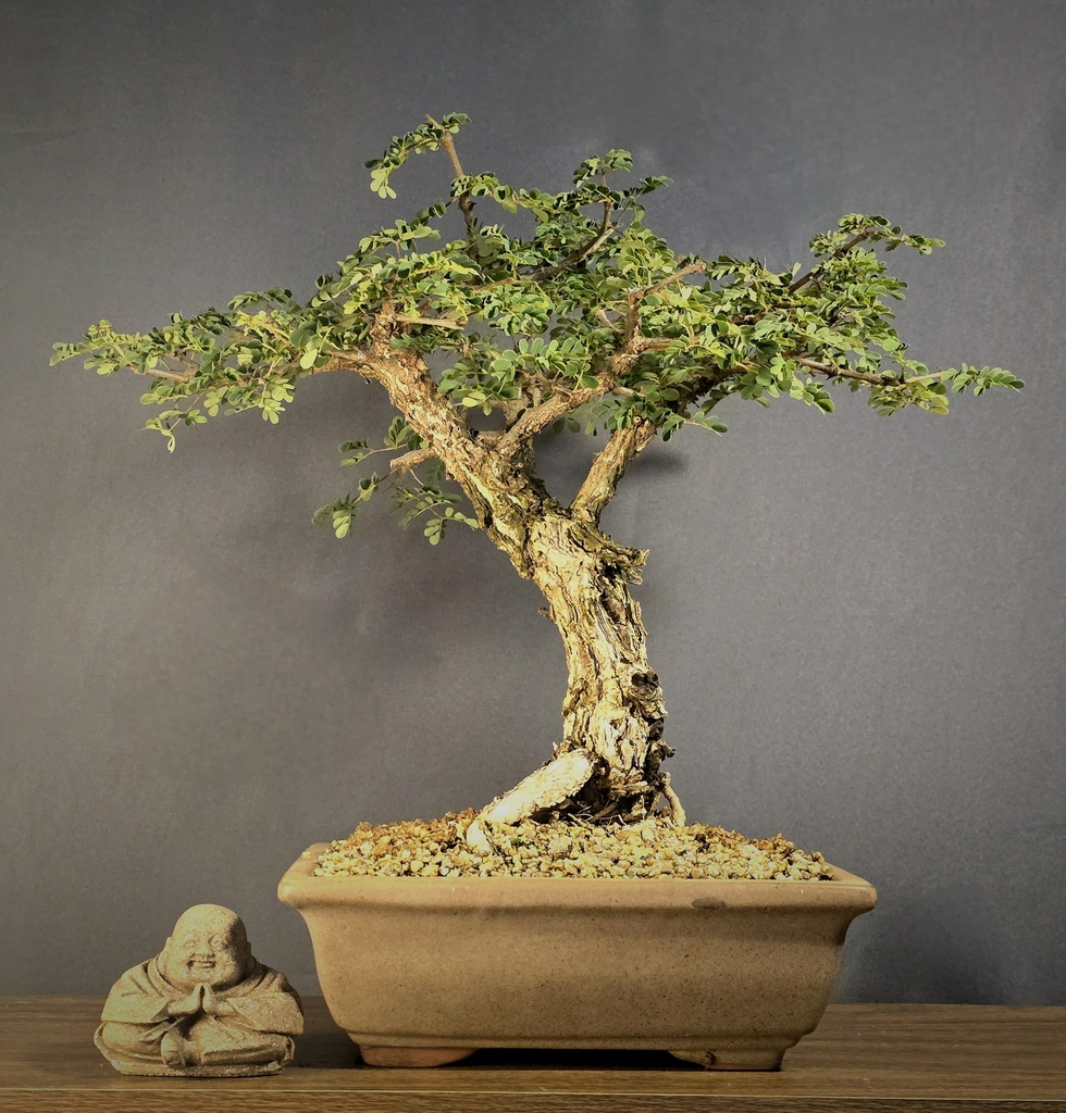 Black Monkey Thorn