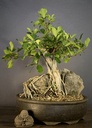 Natalensis (Root Over Rock)