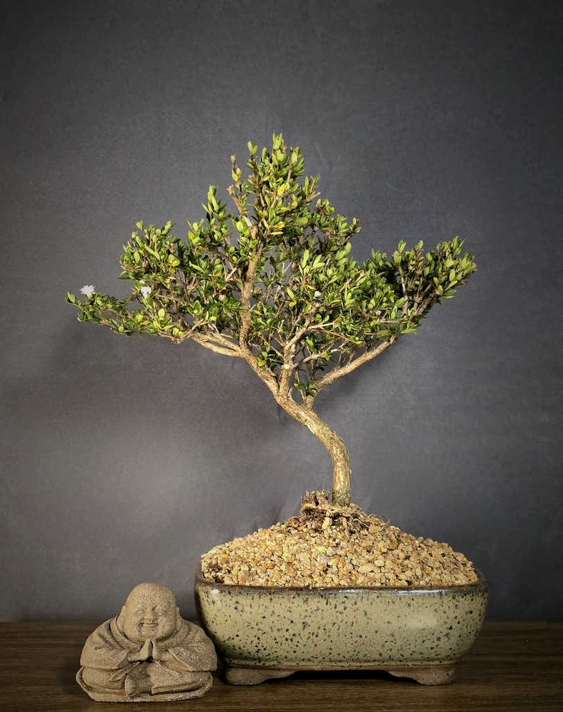 Serissa