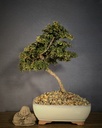Cotoneasetr