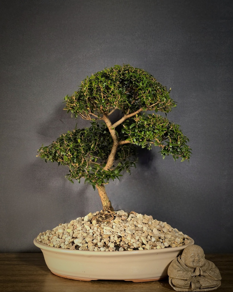 Myrtle