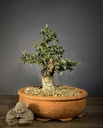 Wild Olive