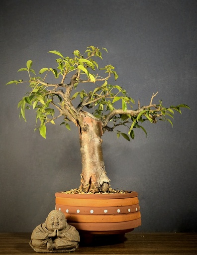 [WSB-000011] Commiphora