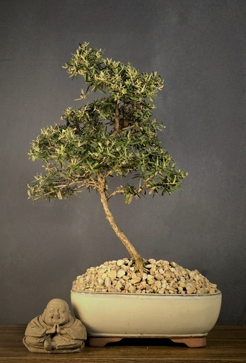 [WSB-000014] Buddleja