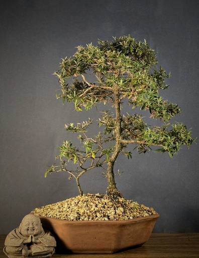 [WSB-000019] Buddleja