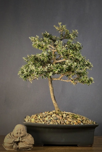 [WSB-000022] Buddleja