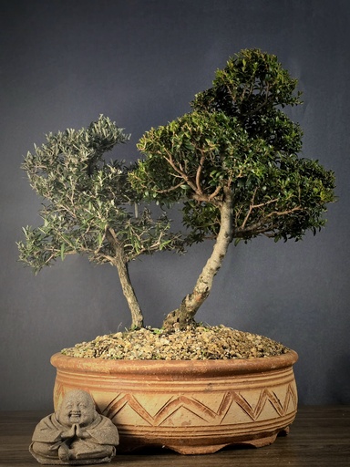 [WSB-000023] Buddleja & Myrtle