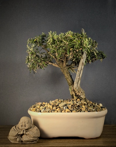 [WSB-000025] Buddleja