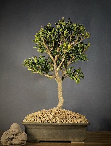 [WSB-000030] Boxwood