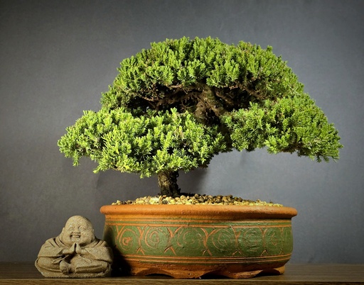 [WSB-000001] Juniper