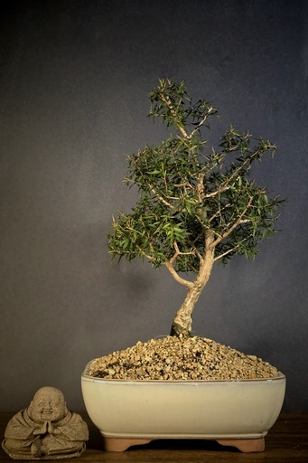 [WSB-000040] Tea Tree