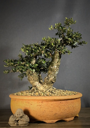 [WSB-000046] Wild Olive