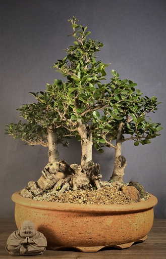 [WSB-000047] Privet