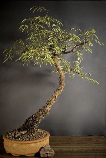 [WSB-000049] W. Monkey Thorn