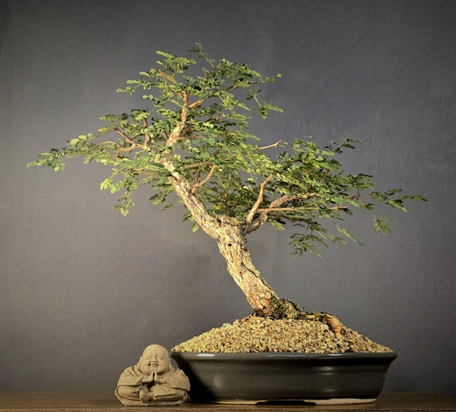 [WSB-000050] B. Monkey Thorn