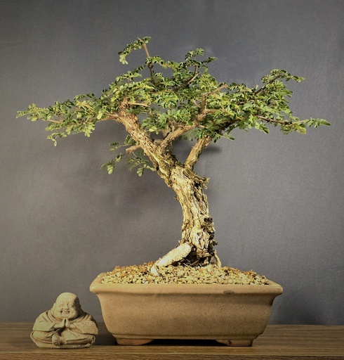 [WSB-000056] Black Monkey Thorn