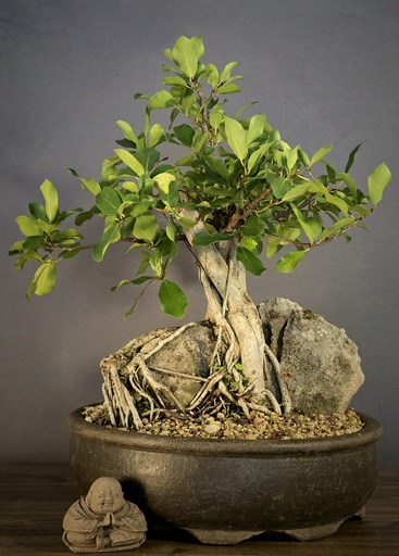[WSB-000057] Natalensis (Root Over Rock)