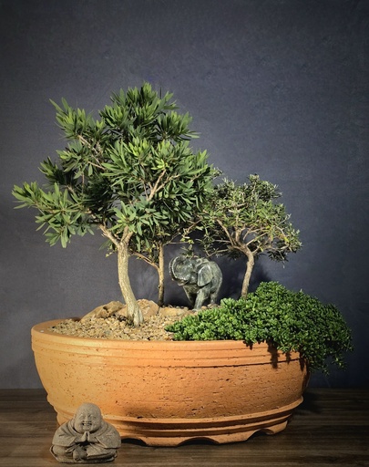 [WSB-000029] Bottlebrush, buddleja, serissa & succulent