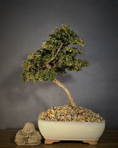 [WSB-000062] Cotoneasetr