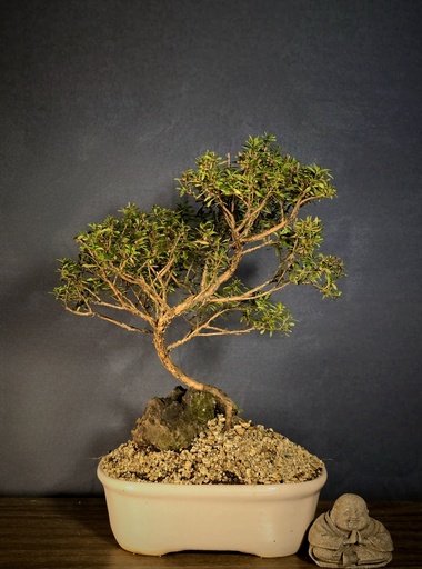 [WSB-000065] Hypericum
