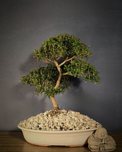 [WSB-000067] Myrtle