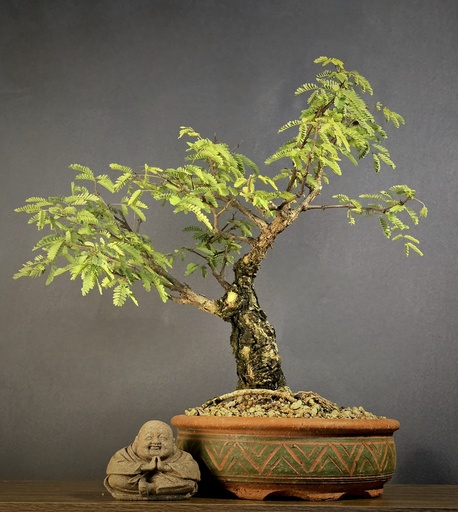 [WSB-000005] White Monkey Thorn
