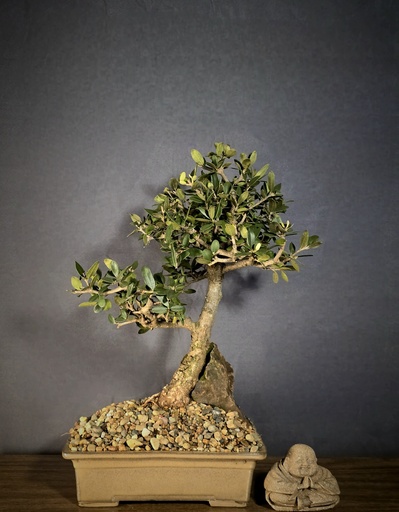[WSB-000068] Wild Olive 