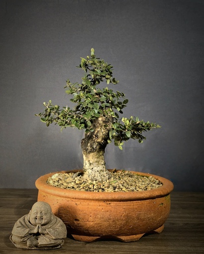 [WSB-000070] Wild Olive